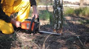 Best Tree Maintenance Programs  in Buena Vista, VA