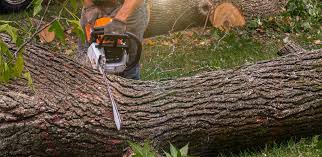 Best Arborist Consultation Services  in Buena Vista, VA