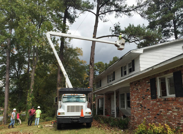 How Our Tree Care Process Works  in  Buena Vista, VA