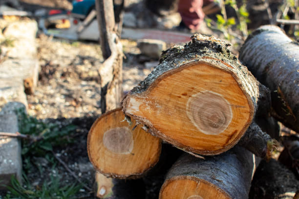 Best Hazardous Tree Removal  in Buena Vista, VA