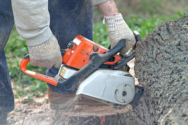 Best Stump Grinding and Removal  in Buena Vista, VA