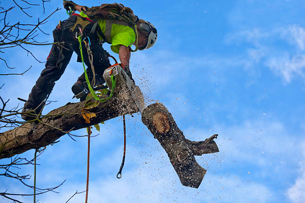 Trusted Buena Vista, VA Tree Services Experts